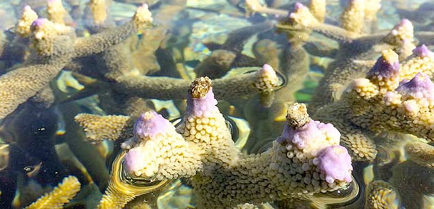 coral underwater