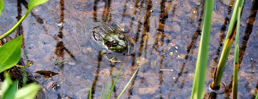 Image of frog in water